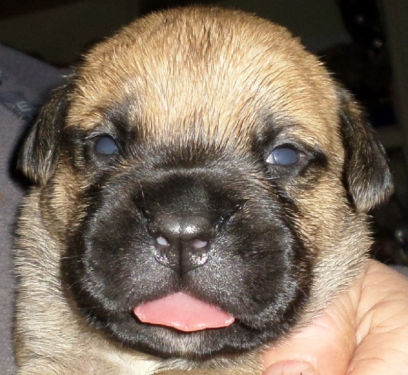 Mighty Mate's - Chiot disponible  - Bullmastiff