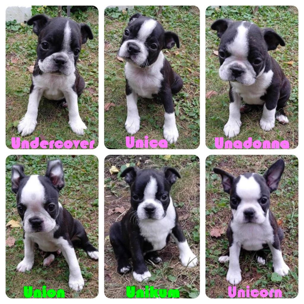 chiot Boston Terrier Mighty Mate's