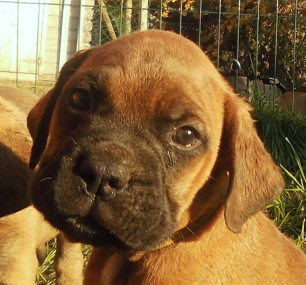 Mighty Mate's - Chiot disponible  - Bullmastiff