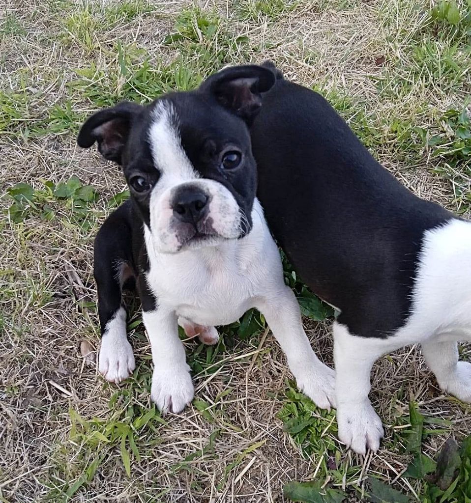 Mighty Mate's - Chiot disponible  - Boston Terrier
