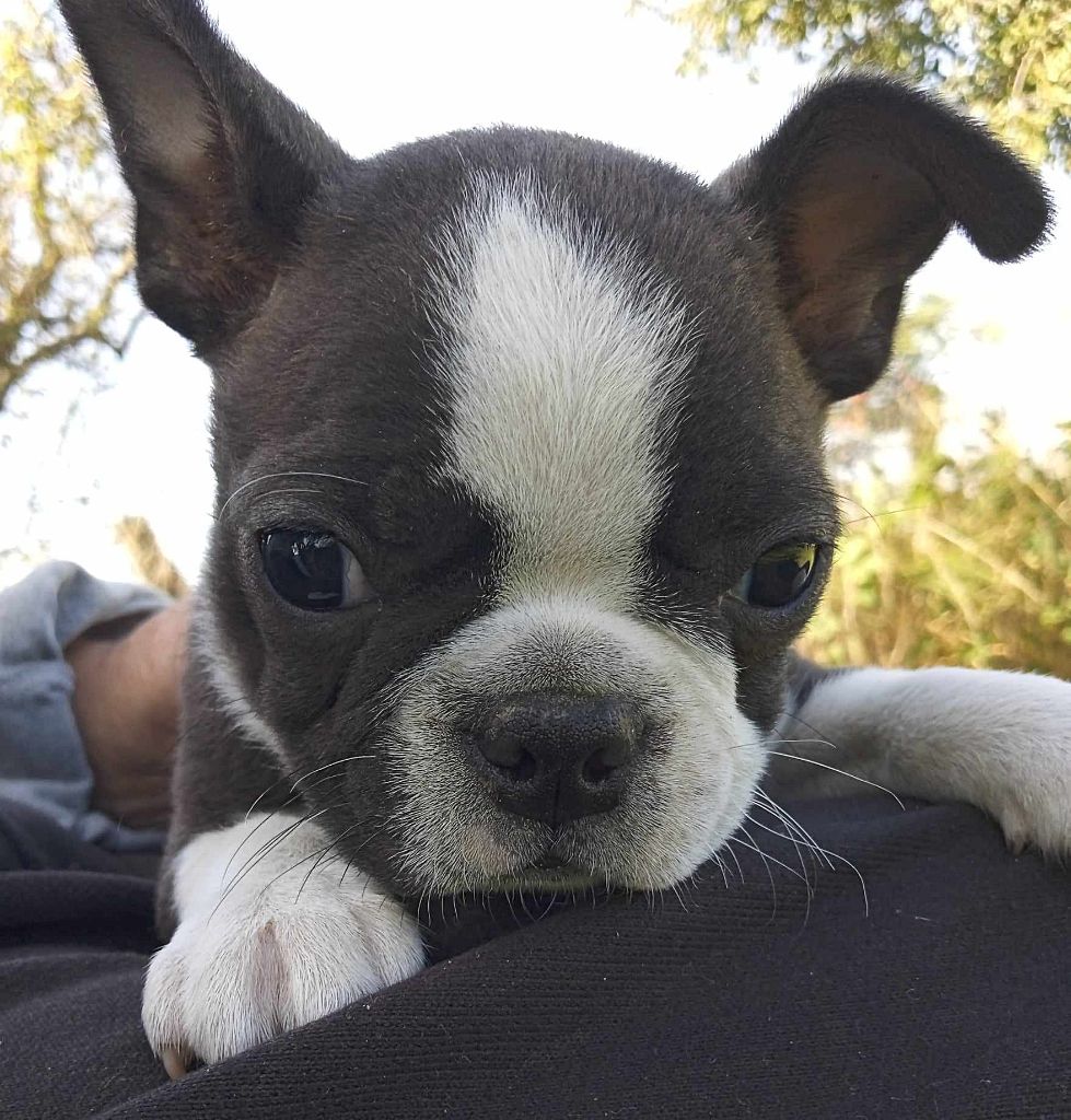 Mighty Mate's - Chiot disponible  - Boston Terrier