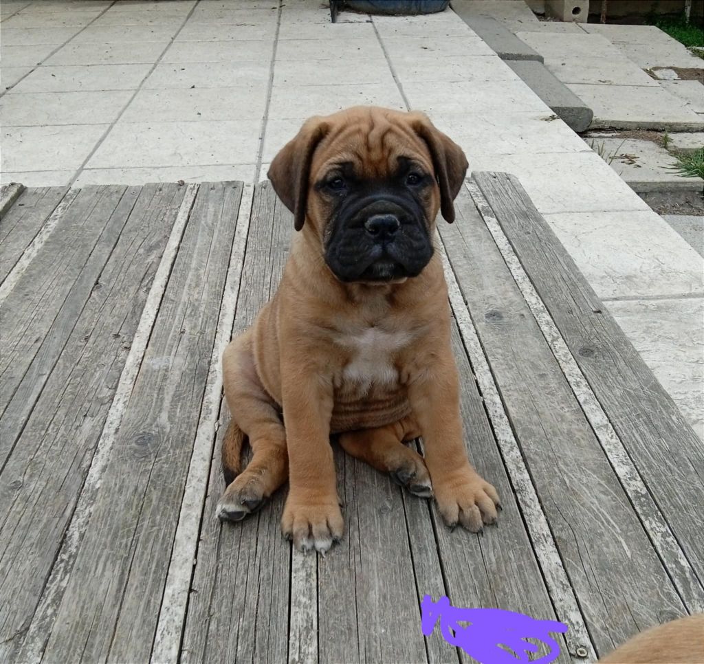 Mighty Mate's - Chiots disponibles - Bullmastiff