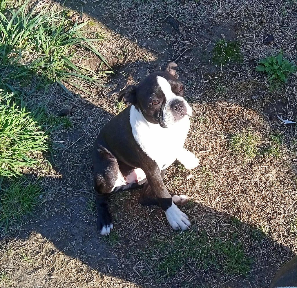 Mighty Mate's - Chiots disponibles - Boston Terrier