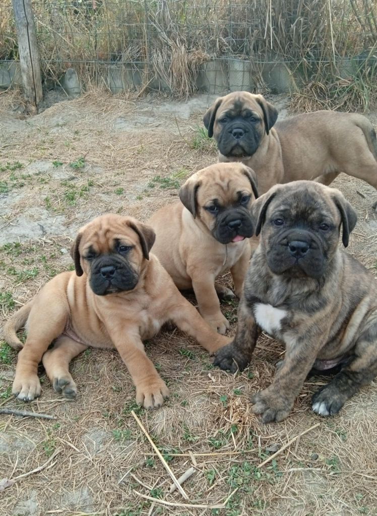 Chiot Bullmastiff Mighty Mate's