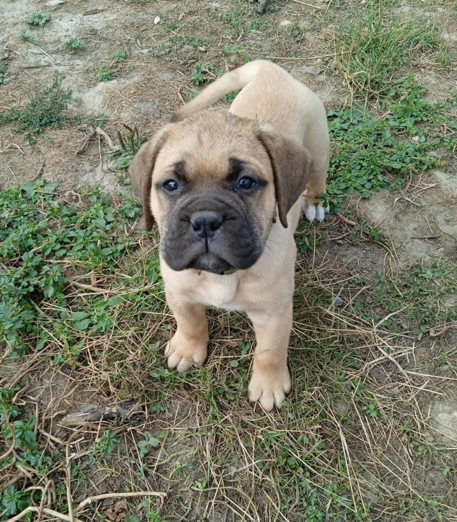 Mighty Mate's - Chiots disponibles - Bullmastiff