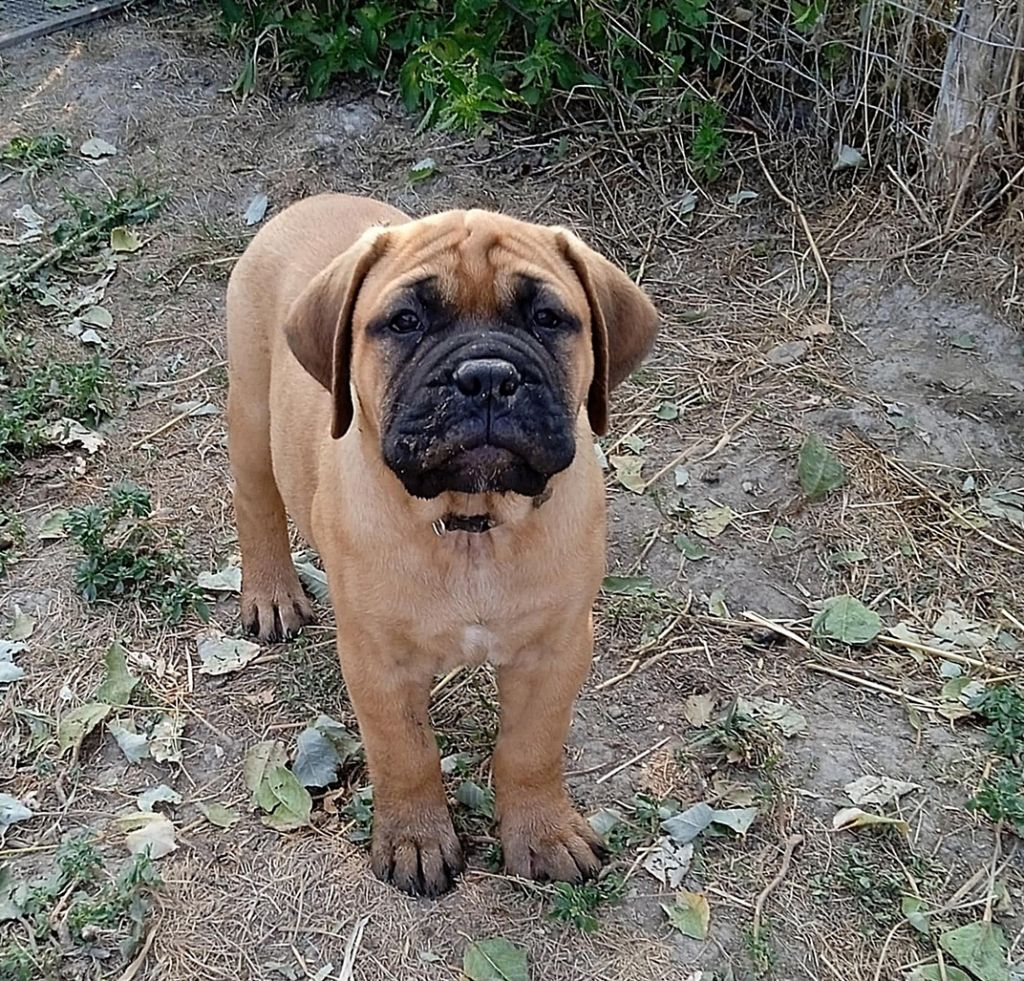 Mighty Mate's - Chiots disponibles - Bullmastiff