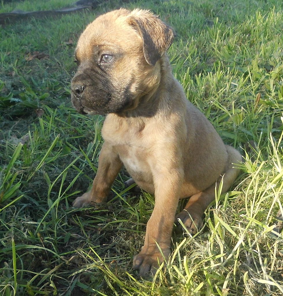 Mighty Mate's - Chiots disponibles - Bullmastiff