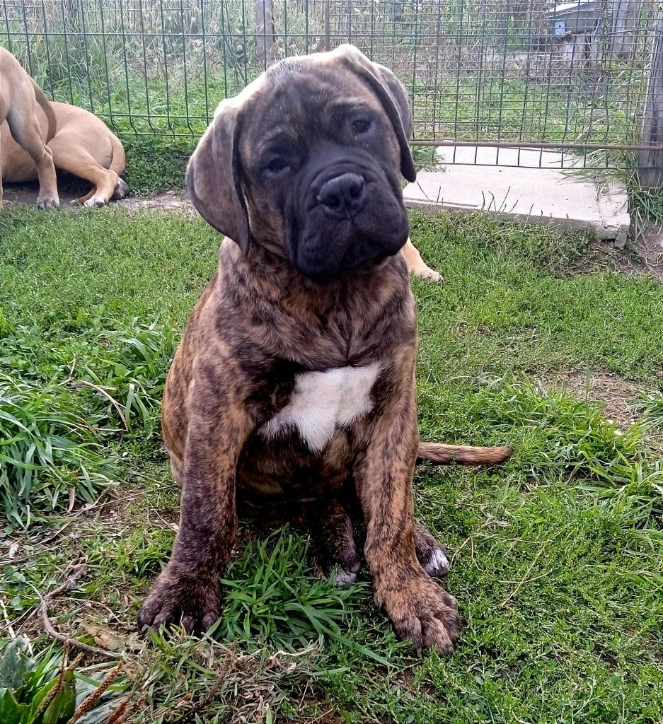 Mighty Mate's - Chiots disponibles - Bullmastiff